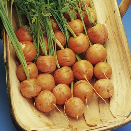 Unbranded Carrot Parmex Seeds Average Seeds 1400
