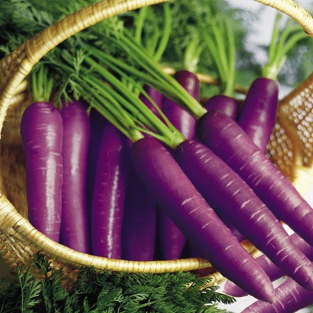 Unbranded Carrot Purple Haze F1 Seeds Average Seeds 180