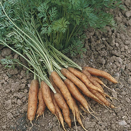 Unbranded Carrot Rocket F1 Seeds Average Seeds 600