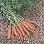 A very early maturing variety  producing high quality  bright orange  cylindrical roots  high in Vit