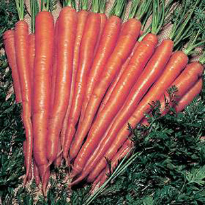 Unbranded Carrot Sugarsnax 54 F1 Hybrid Seeds