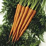 Unbranded Carrot Sugarsnax 54 F1 Seeds 434051.htm