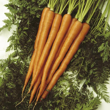 Unbranded Carrot Sugarsnax 54 F1 Seeds Average Seeds 400