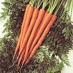 Long  thin  tender roots that are sweet and tasty - perfect for snacking on! High carotene content. 