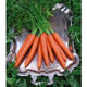 Unbranded Carrot Tendersnax Seeds