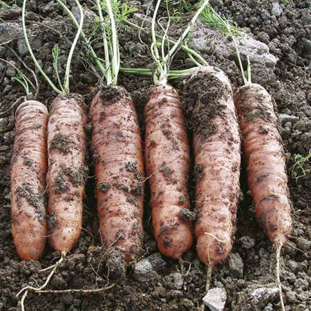 Unbranded Carrot Trevor F1 Seeds Average Seeds 400