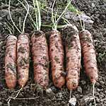 Unbranded Carrot Trevor F1 Seeds