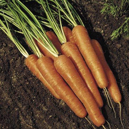 Unbranded Carrot Valor F1 Seeds Average Seeds 550