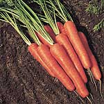Unbranded Carrot Valor F1 Seeds