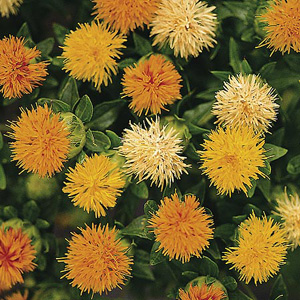 Light up borders with a mass of fluffy flowers  in vibrant shades of orange  yellow and white. Thorn