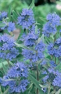 Unbranded Caryopteris Heavenly Blue x 5 young plants