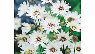 Unbranded Catananche caerulea Plant - White