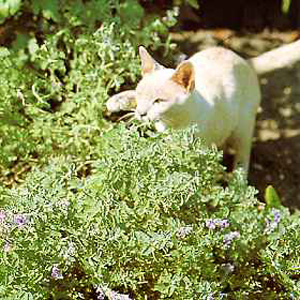 Unbranded Catmint Seeds