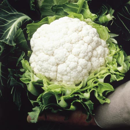 Unbranded Cauliflower Aalsmeer Seeds Average Seeds 90