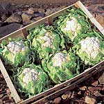 Unbranded Cauliflower Astral F1 Seeds