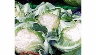 Unbranded Cauliflower Autumn/Winter Continuity Plant