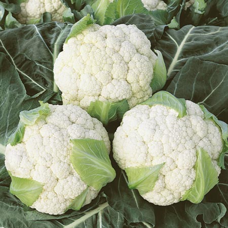 Unbranded Cauliflower Boris F1 Plants Pack of 16 Plug Plants