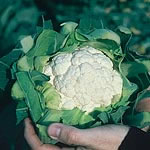 Unbranded Cauliflower Candid Charm Seeds 434205.htm