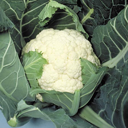 Unbranded Cauliflower Candid Charm Seeds Average Seeds 55