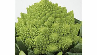 Unbranded Cauliflower Celio F1 Seeds