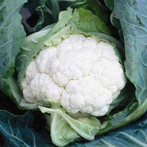 Unbranded Cauliflower Clapton F1 Hybrid Seeds