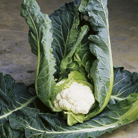 Unbranded Cauliflower Clapton F1 Plants Pack of 16 Plug