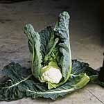 A Club Root resistant autumn cauliflower. The fine white curds are well protected by leaves and the 