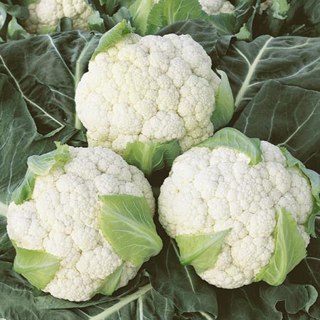 Unbranded Cauliflower Collection Plants Pack of 48 Plug