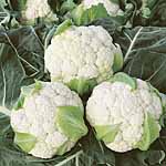 Unbranded Cauliflower Collection Plug Plants