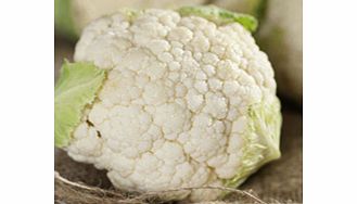 Unbranded Cauliflower Late Summer Continuity Plant