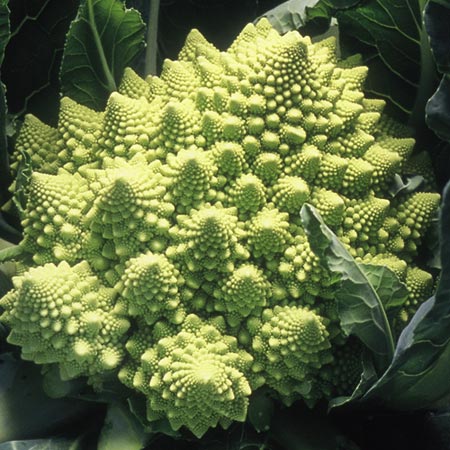 Unbranded Cauliflower Lazio F1 Plants Pack of 16 Plug Plants