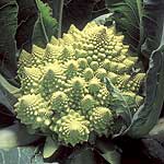 Unbranded Cauliflower Lazio F1 Seeds