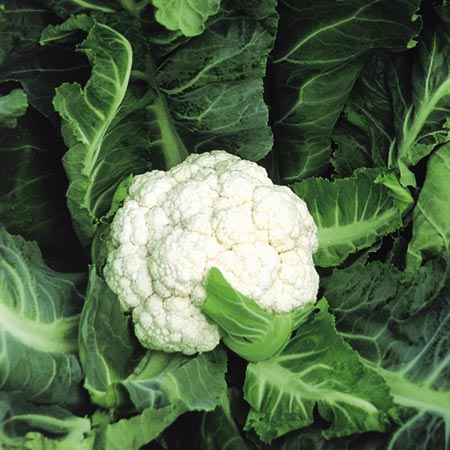 Unbranded Cauliflower Mayflower F1 Seeds Average Seeds 55