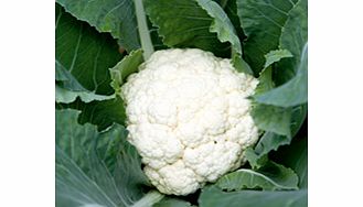 Unbranded Cauliflower Mayflower F1 Seeds