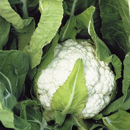 Unbranded Cauliflower Nessie F1 Seeds Average Seeds 55