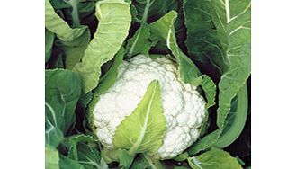 Unbranded Cauliflower Nessie F1 Seeds