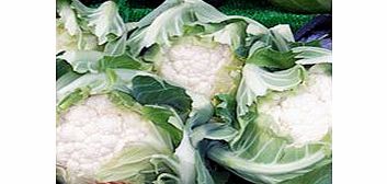 Unbranded Cauliflower Plants - Autumn/Winter Continuity