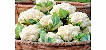 Unbranded Cauliflower Plants - Late Summer Continuity