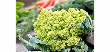 Unbranded Cauliflower Plants - Romanesco Continuity