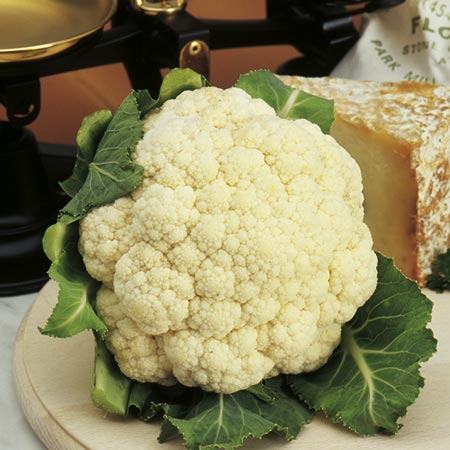 Unbranded Cauliflower Prestige Plants Pack of 16 Plug Plants