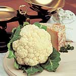Unbranded Cauliflower Prestige Plug Plants