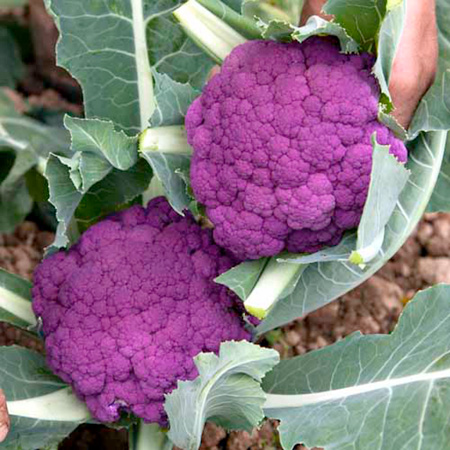 Unbranded Cauliflower Purple Graffiti F1 Plants Pack of 16