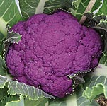 Unbranded Cauliflower Purple Graffiti F1 Plug Plants