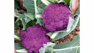 Unbranded Cauliflower Purple Graffiti F1 Seeds