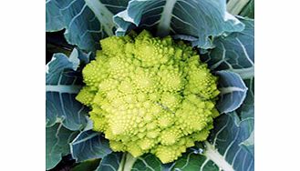Unbranded Cauliflower Romanesco Continuity Plant Collection