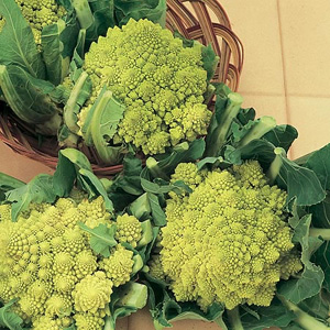 Unbranded Cauliflower Romanesco Early Seeds