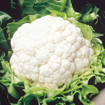 Unbranded Cauliflower Seeds - Aalsmeer