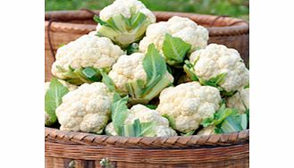 Unbranded Cauliflower Seeds - All The Year Round