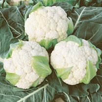 Unbranded Cauliflower Seeds - Boris F1