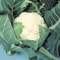 Unbranded Cauliflower Seeds - Candid Charm